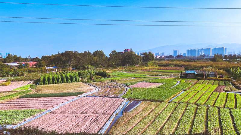 15《美丽乡村的展望》 肇庆市鼎湖区审计局沓元德  说明：“一碧万顷的农田相互映衬，构成一幅秀美的田园风光画卷”_副本.jpg