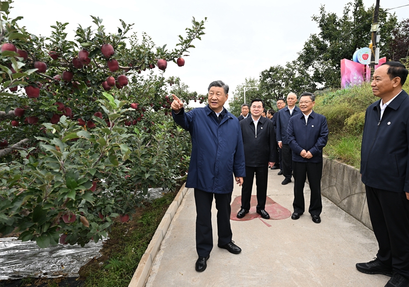 9月10日至13日，中共中央总书记、国家主席、中央军委主席习近平在甘肃考察。这是11日上午，习近平在天水市麦积区南山花牛苹果基地考察。