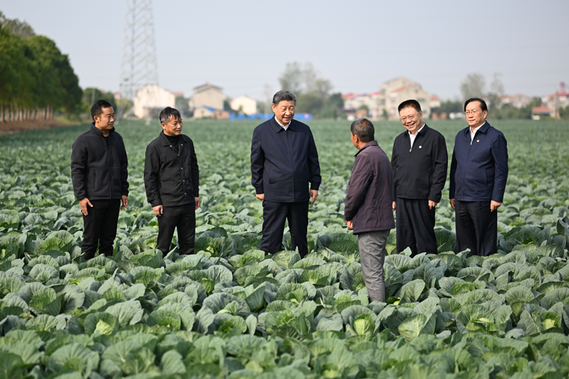 11月4日至6日，中共中央总书记、国家主席、中央军委主席习近平在湖北考察。这是5日上午，习近平在咸宁市嘉鱼县潘家湾镇十里蔬菜长廊考察时，同菜农亲切交流。
